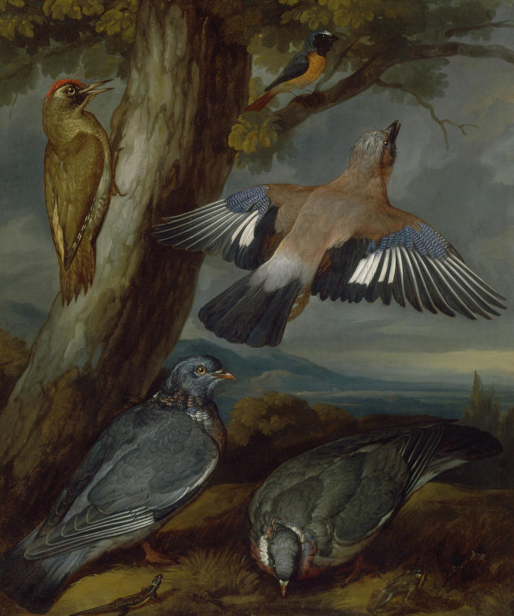 Jay, Green Woodpecker, Pigeons, and Redstart, circa 1650 Painting by Francis Barlow