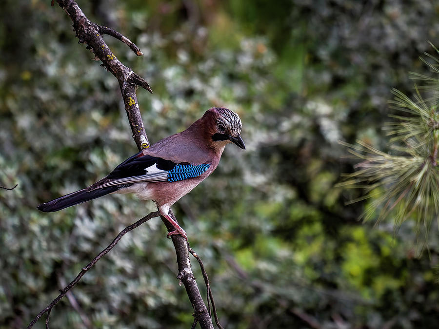 Jay, The Little Prince Of Air. Photograph