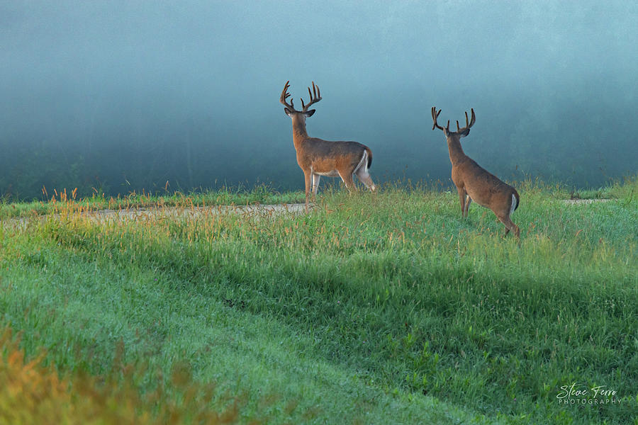 Jayhawk Deer Photograph by Steve Ferro