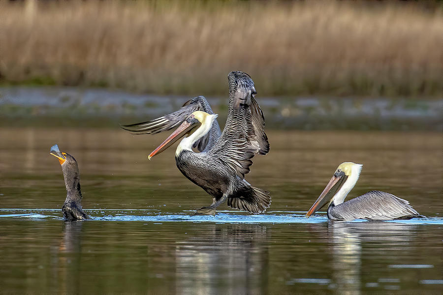 Jealous Pelicans Photograph by Alan Raasch