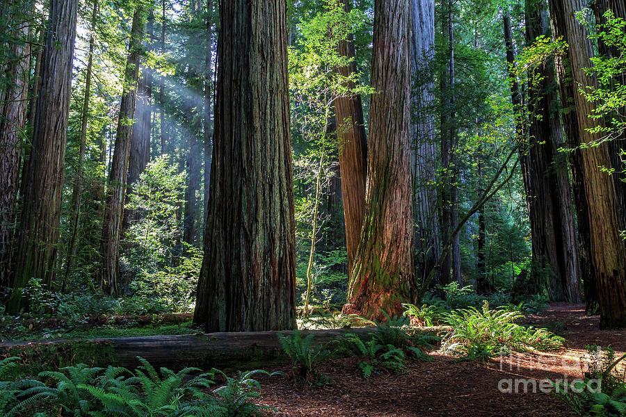 Jedediah Smith Redwood State Park - 774 Photograph by Stephen Parker ...