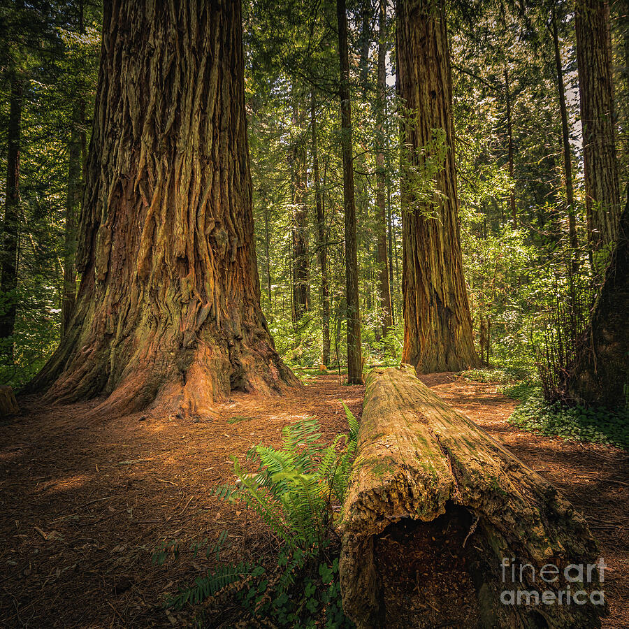 Jedediah Smith Redwoods State Park Photograph