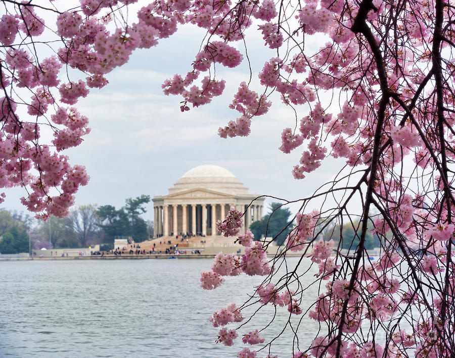 Jefferson cherry blossom frame Photograph by Izet Kapetanovic