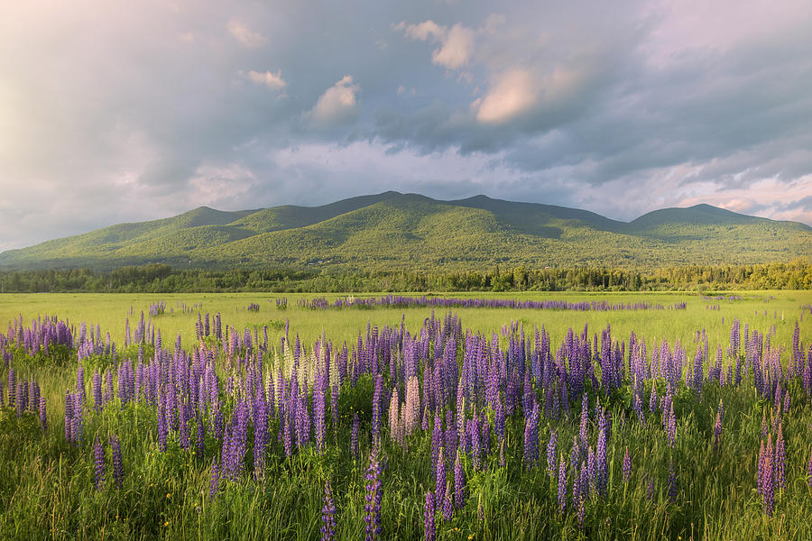 Jefferson Meadows Lupine Sunset Light Photograph by White Mountain Images