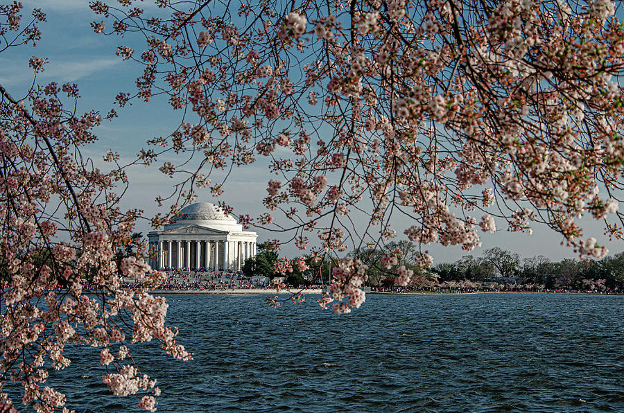 Jefferson Memorial through Cherry Blossoms 2014 Photograph by Brian ...