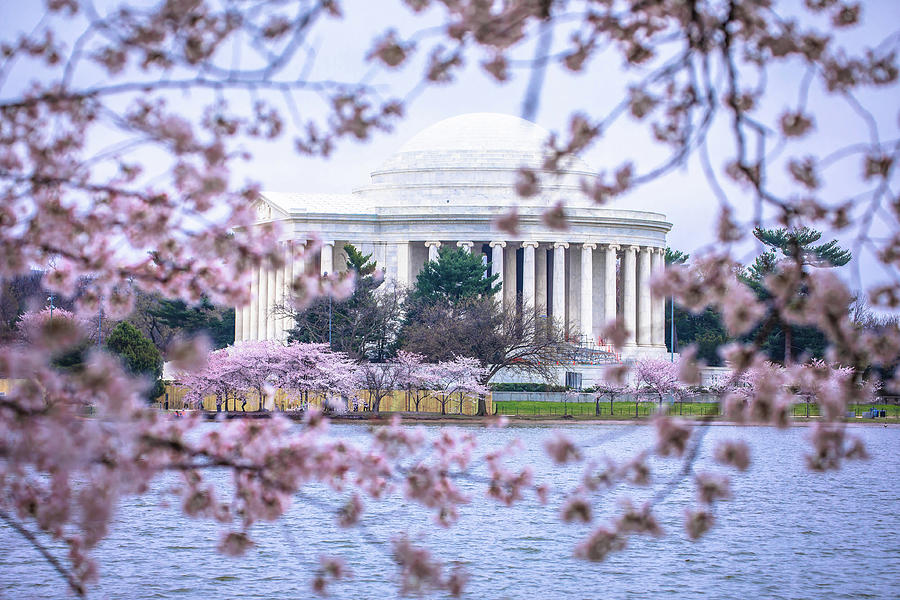 Jefferson Memorial view through cherry blossom trees Photograph by Brch Photography
