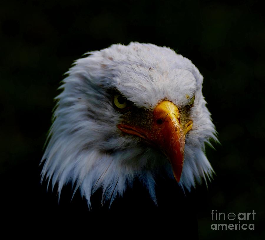 Jefferson The Bald Eagle . C005A Photograph by Jor Cop Images