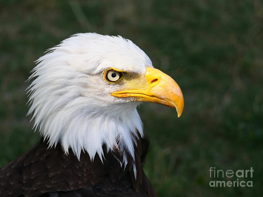 Jefferson The Bald Eagle C001 Photograph by Jor Cop Images