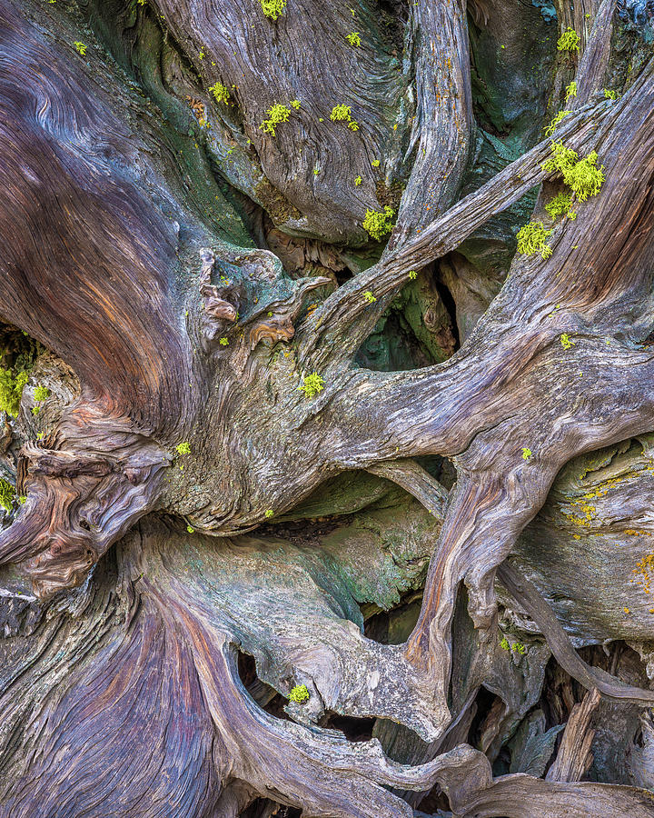 Jeffrey Pine Roots Photograph by Alexander Kunz