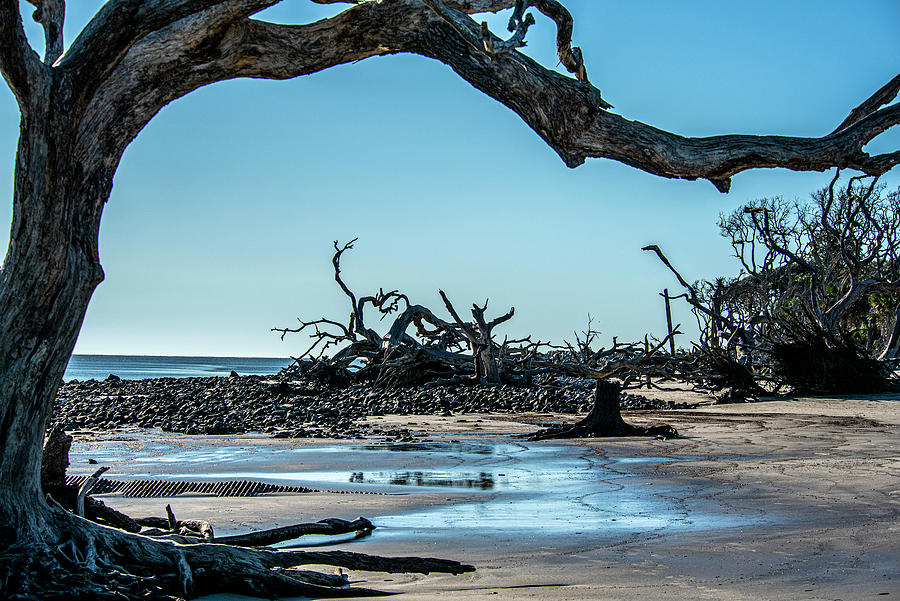 Jekyle Island Driftwood Photograph by Daniel Hebard