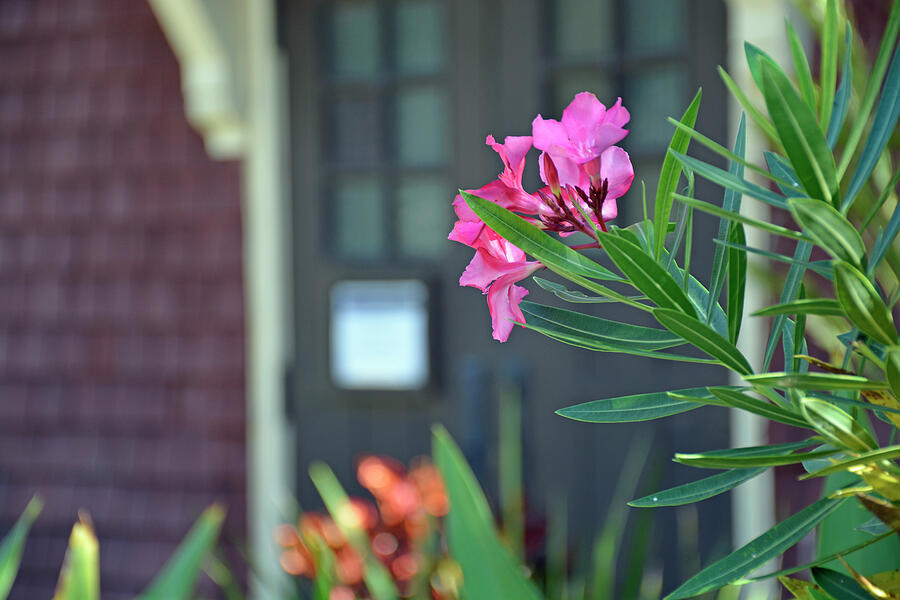 Jekyll Island Autumn Flowers Near the Morgan Center Photograph by Bruce Gourley Jekyll Island Autumn Flowers Near the Morgan Center Photograph by Bruce Gourley