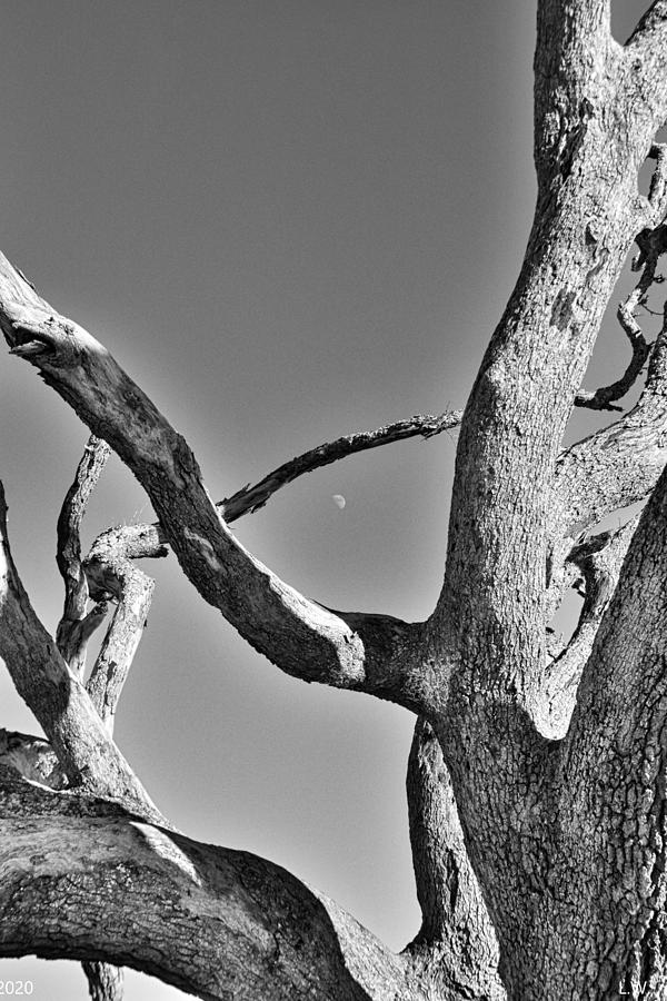 Jekyll Island Driftwood And The Moon Black And White Vertical Photograph by Lisa Wooten