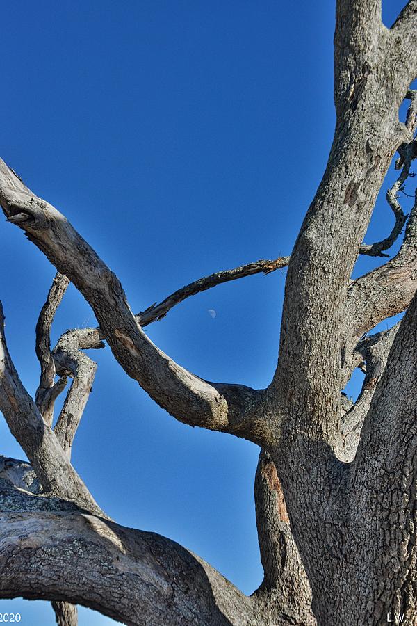 Jekyll Island Driftwood And The Moon Vertical Photograph by Lisa Wooten