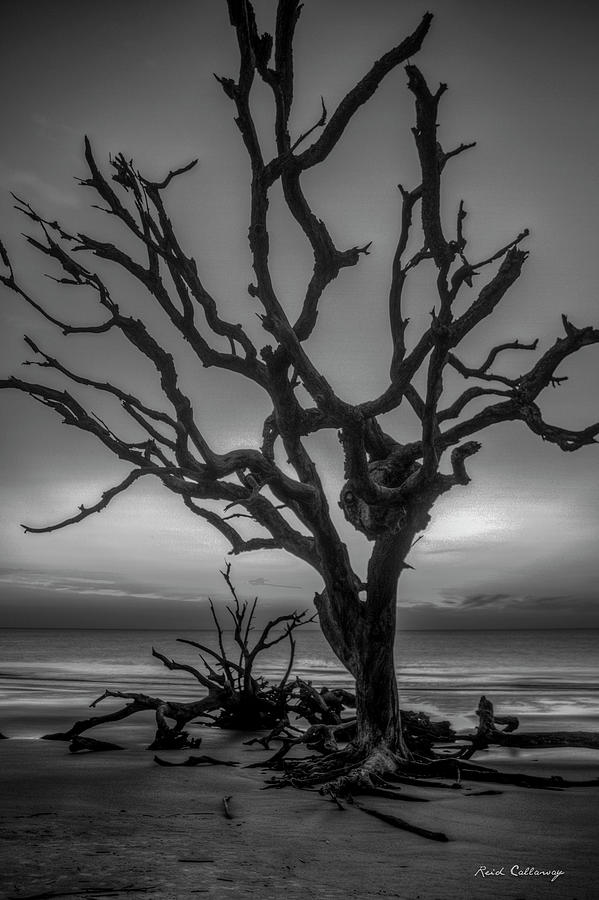 Jekyll Island GA Where Are The Birds Driftwood Beach Seascape Art ...