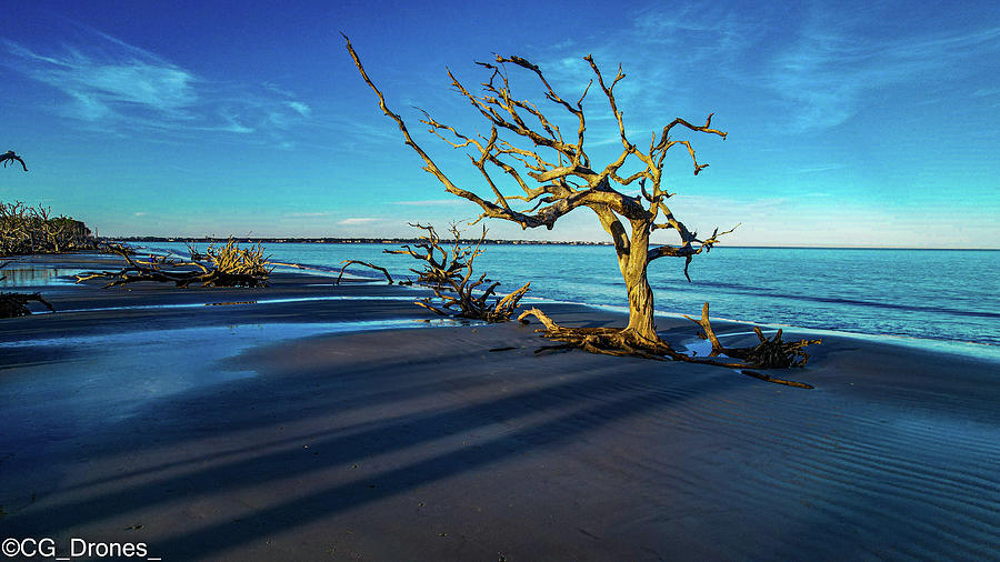 Jekyll Island Tree Photograph by Christopher Gellentien - Fine Art America