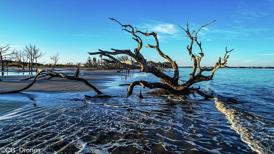 Jekyll Island Tree wave Photograph by Christopher Gellentien - Fine Art ...