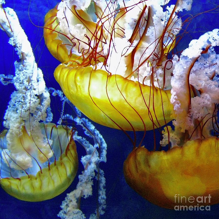 Jellies 1 Photograph by Wendy Golden