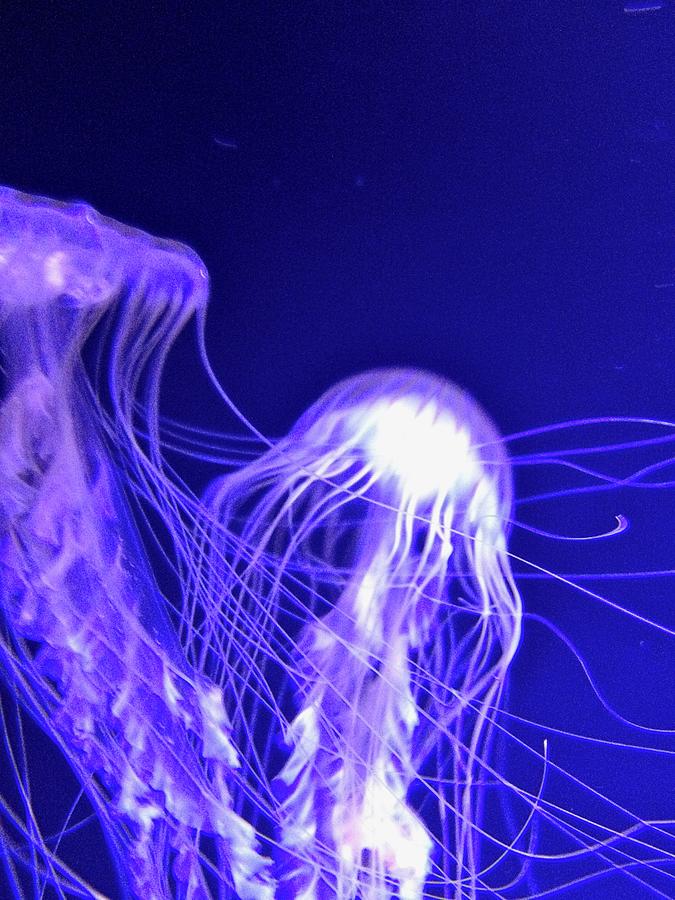 Jellies Photograph by Diane Sleger
