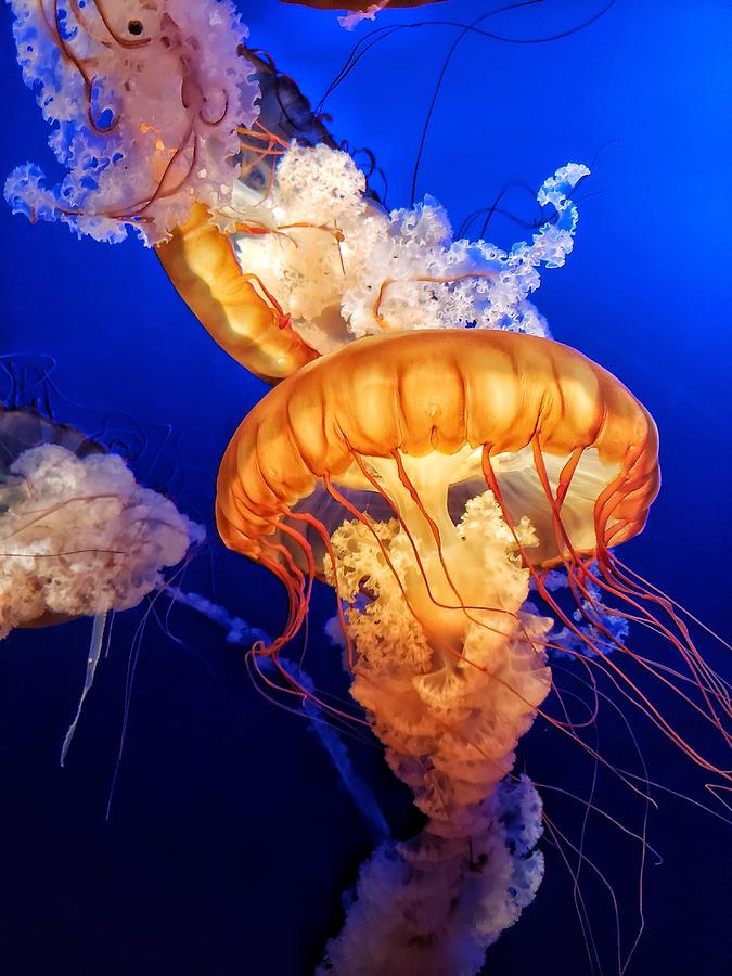 Jellies Photograph by Melissa Zeimet - Fine Art America