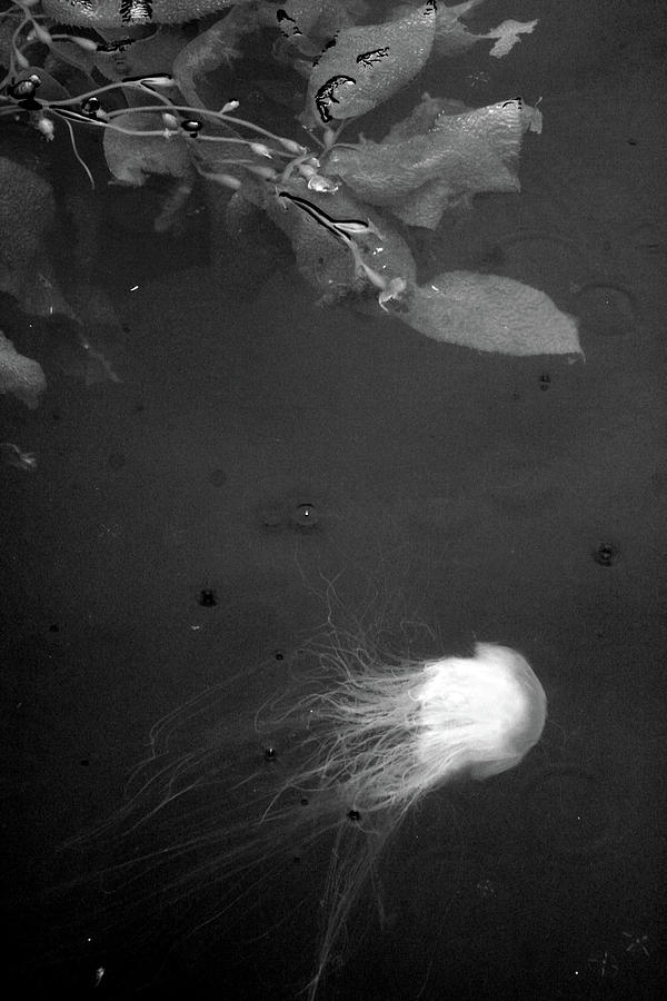 Jellofish And The Seaweedsies Turn East - Black And White Photograph by Kreddible Trout
