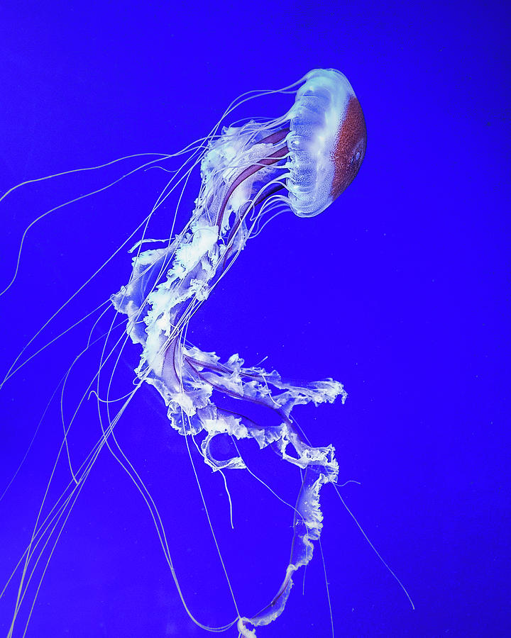 Jelly 1 Photograph by Wade Brooks