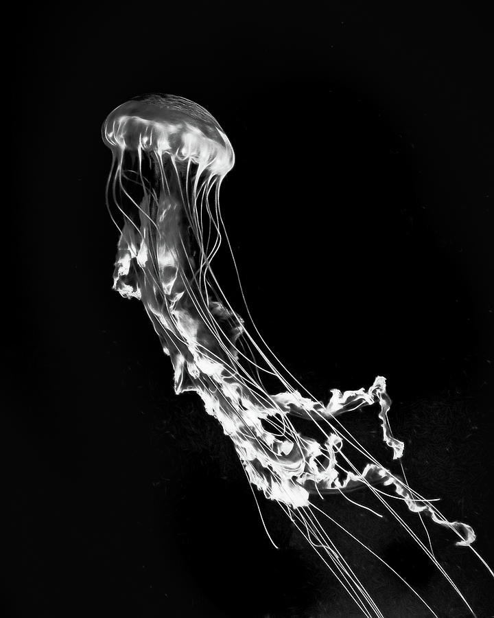 Jelly 2 in Black Photograph by Wade Brooks