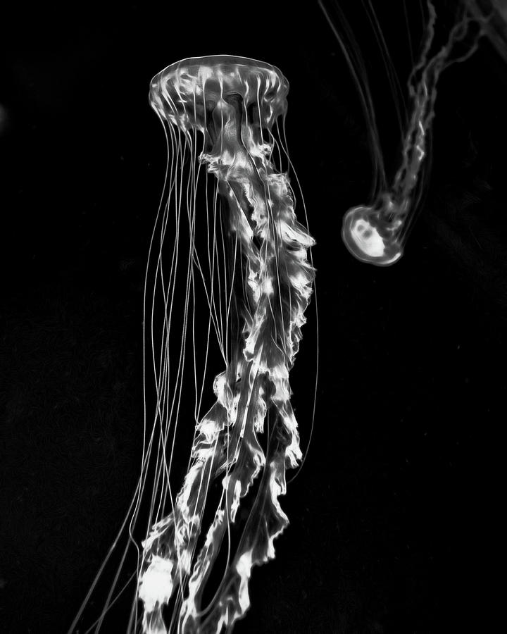 Jelly 3 on Black Photograph by Wade Brooks