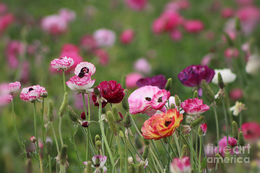 Jelly Bean Colored Ranunculus Photograph by Colleen Cornelius