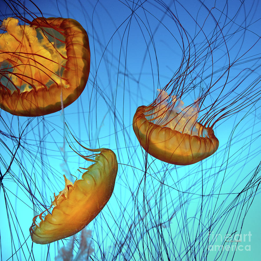 jelly Fish 30x30-3 Photograph by Jim Trotter