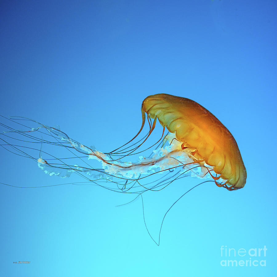Jelly Fish 30x30 Photograph by Jim Trotter