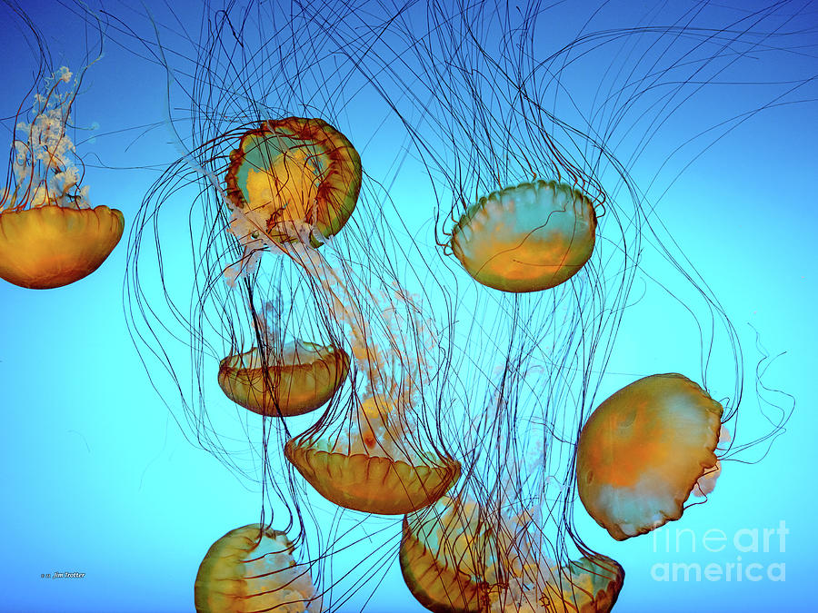 Jelly Fish 30x40 Photograph by Jim Trotter
