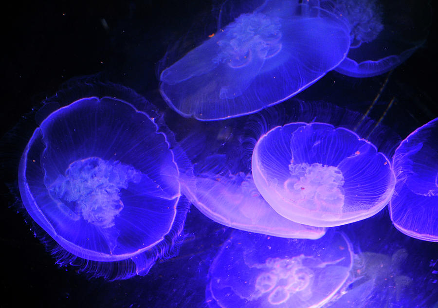 Jelly fish at Ripleys Aquarium Photograph by Melissa Roe - Fine Art America