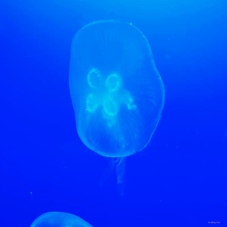 Jelly Fish Photograph by Cindys Creative Corner Jelly Fish Photograph by Cindys Creative Corner