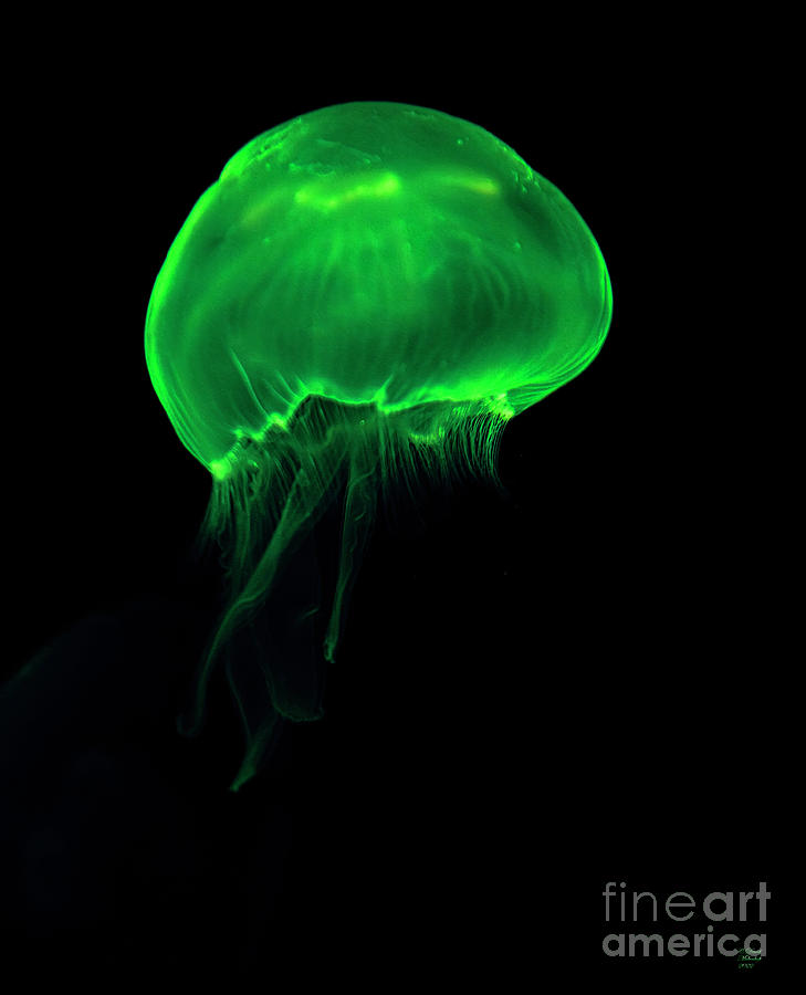 Jelly Fish, Green, Ocean Life,   Photograph by David Millenheft