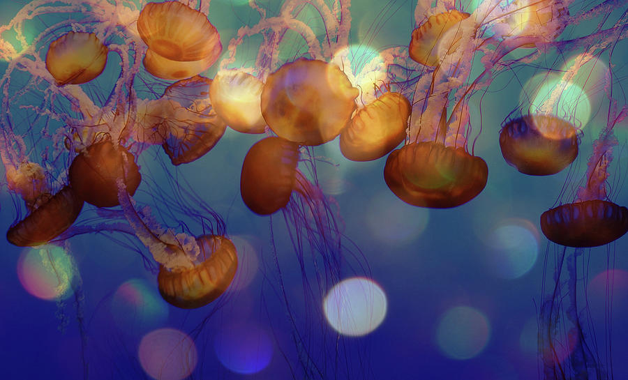 Jelly Fish In Bokeh Light Photograph