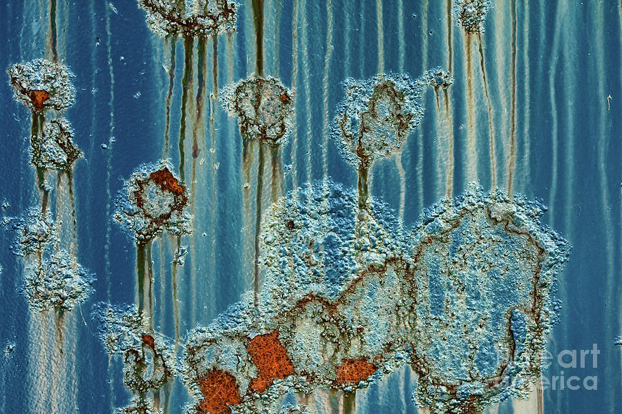 Jelly Fish Photograph by Marilyn Cornwell