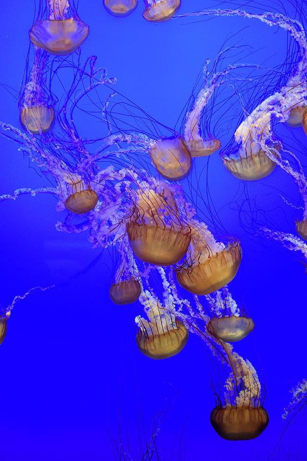 Jelly Fish Swarm Photograph by Mike Fusaro