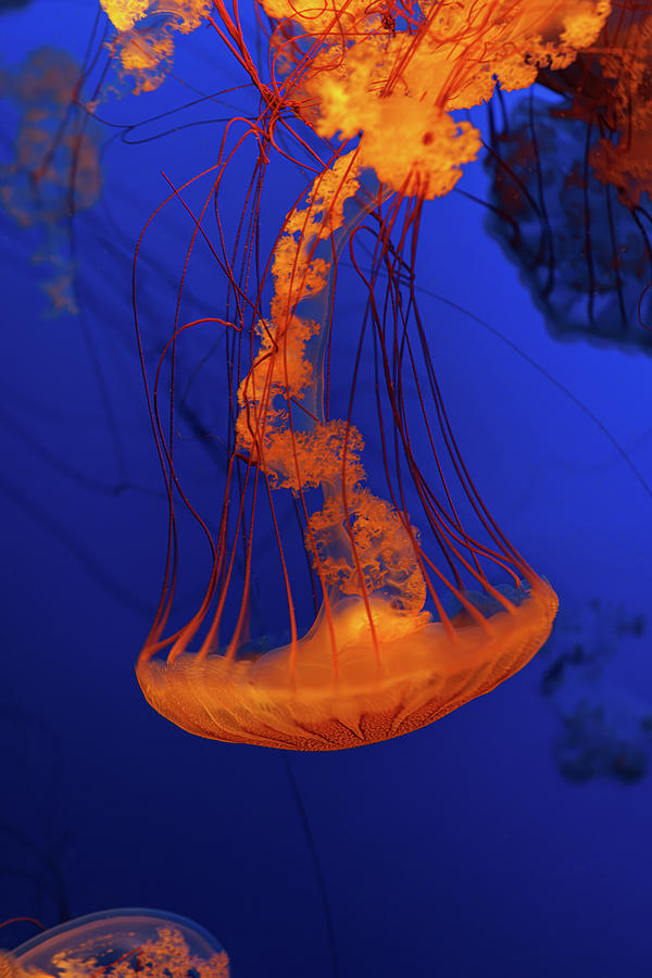 Jelly Glow #1 Photograph by Craig Pifer - Fine Art America