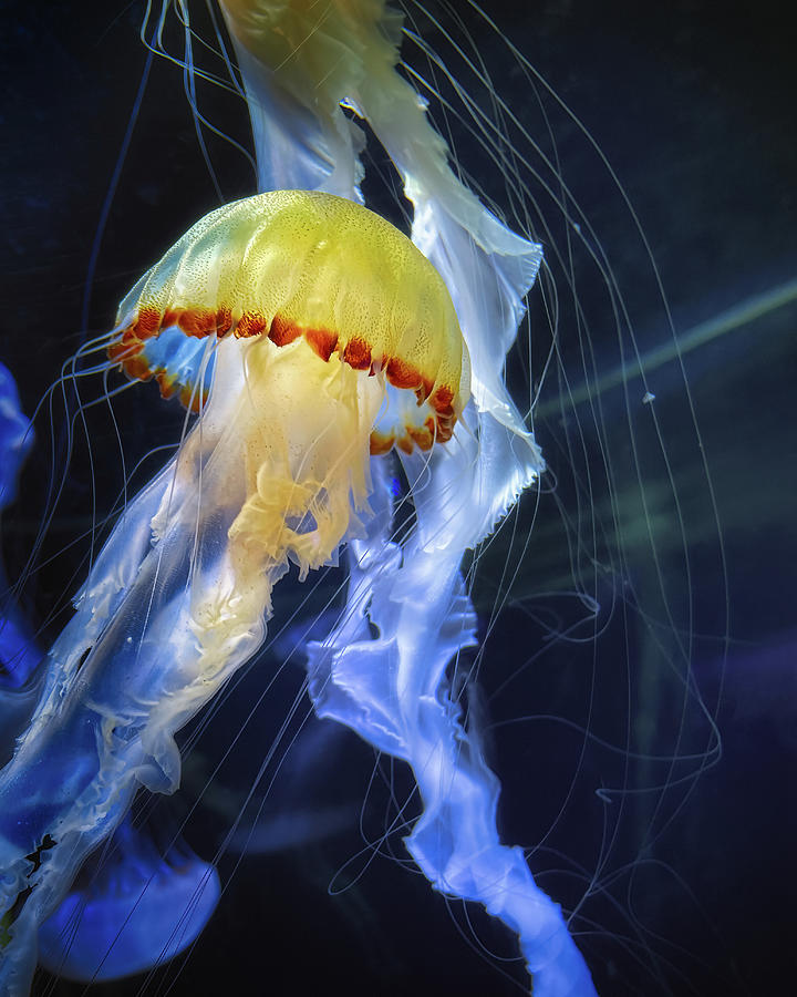 Jellyfish 2 Photograph by Bill Chizek
