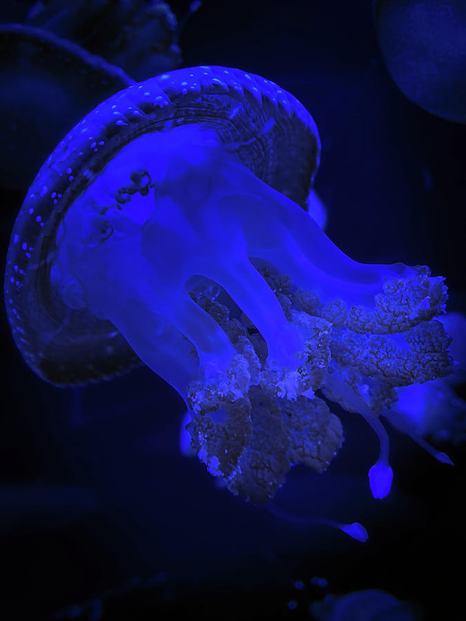 Jellyfish 3 Photograph by Bill Chizek