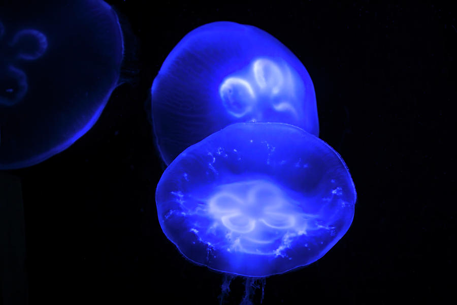 Jellyfish Ballet Photograph by Mark Andrew Thomas