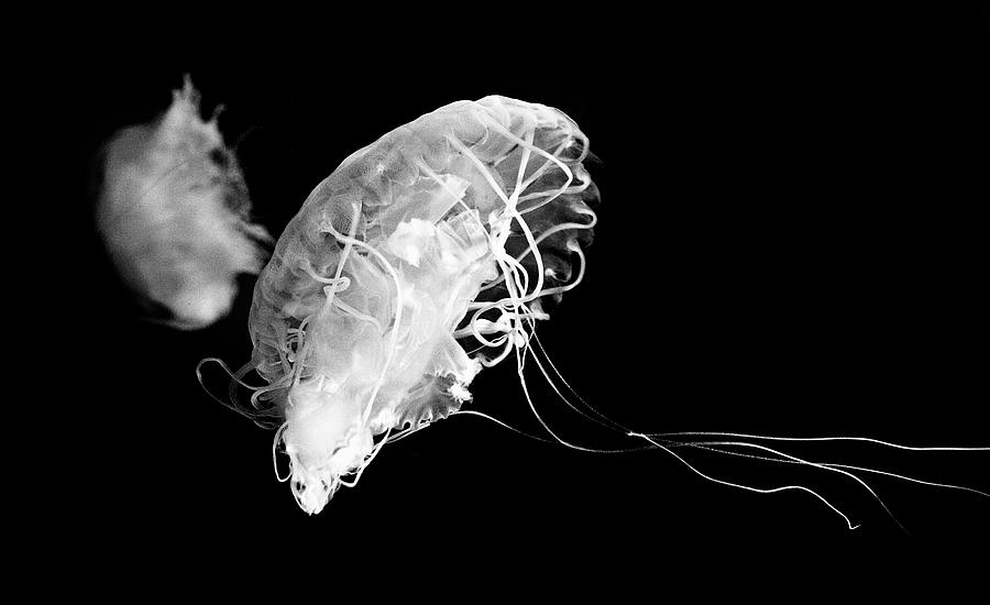 Jellyfish Black And White Photograph By Edgar Photosapiens