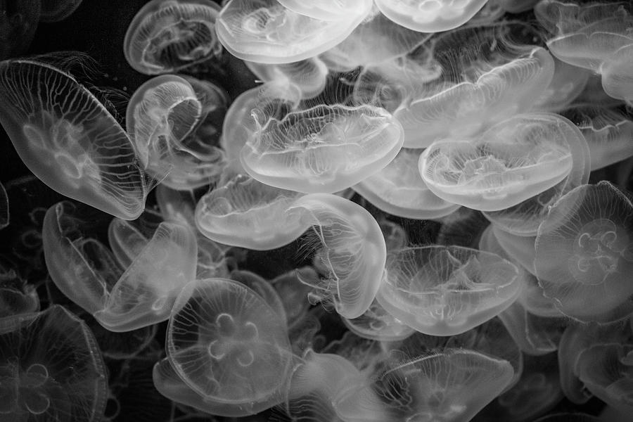 Jellyfish Bloom Photograph by Robert Wilder Jr