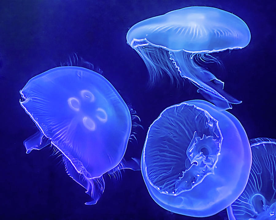 Jellyfish Blues Photograph by Larry Nader