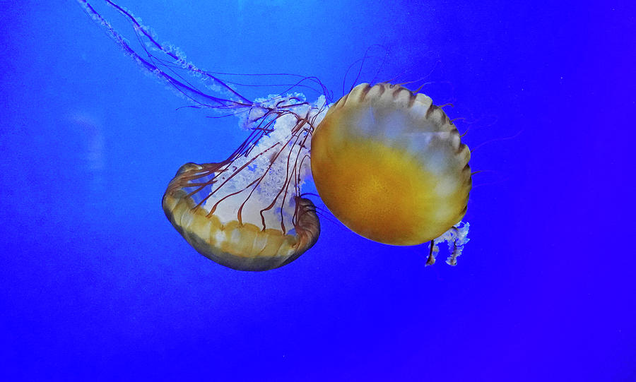 Jellyfish Photograph by Buddy Mays
