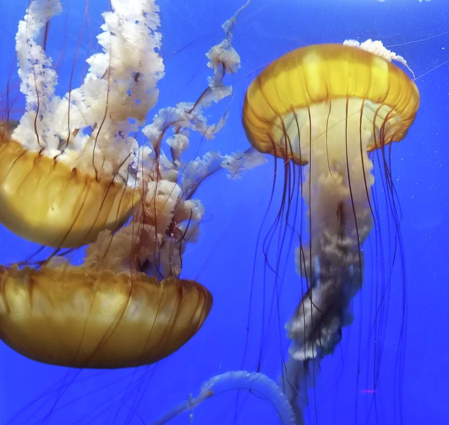 Jellyfish Photograph by Caitlin Yee - Pixels