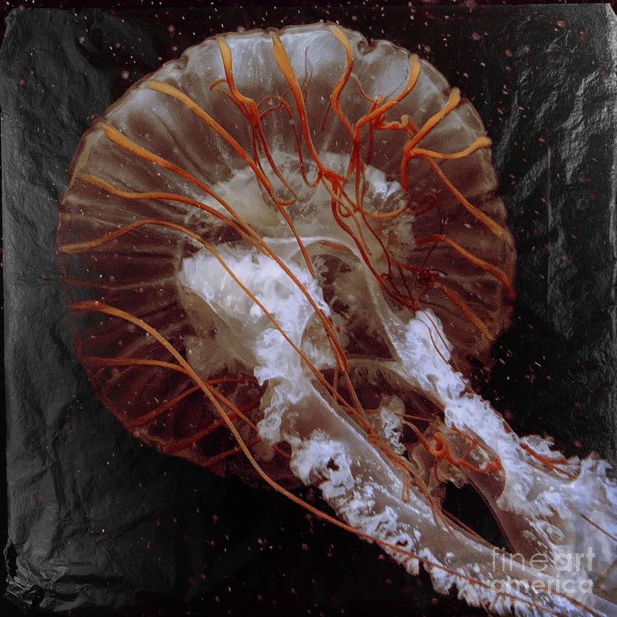 Animal Photograph - Jellyfish by Christine Mignon