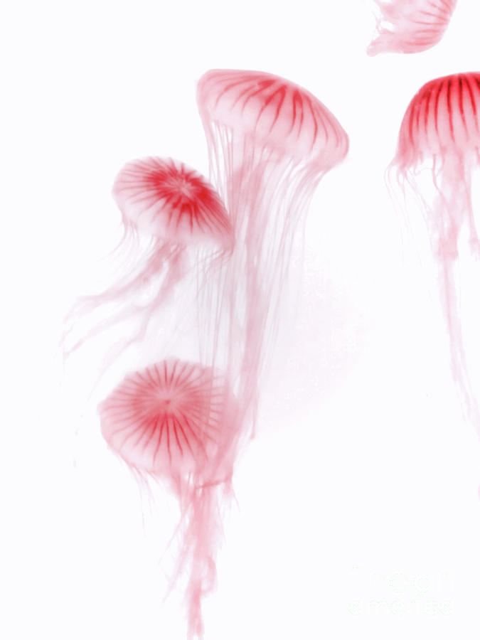 Jellyfish Dance Mixed Media by Elaine Manley