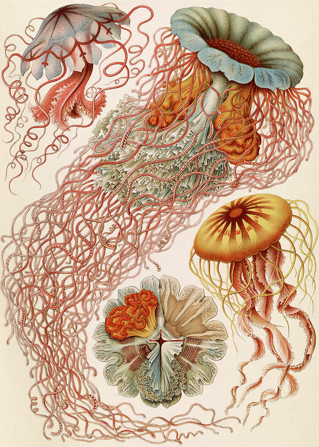 Nature Painting - Jellyfish by Ernst Haeckel