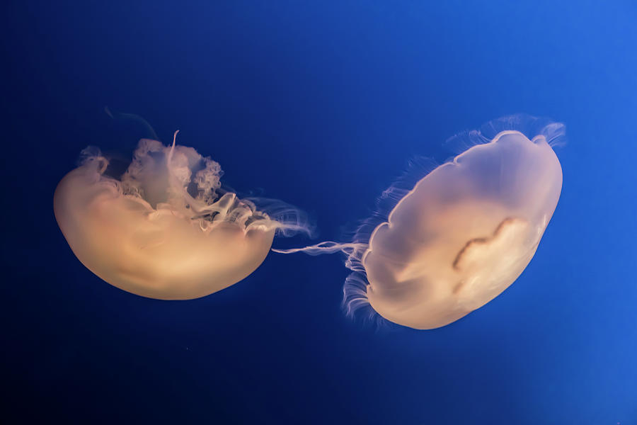 Jellyfish Photograph by Gary Geddes